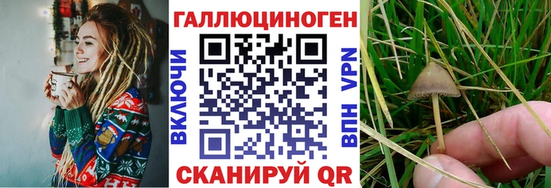 купить закладку даркнет Telegram Галлюциногенные грибы Cubensis Новоаннинский